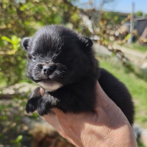 Chiots spitz à réserver