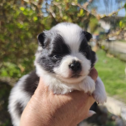 Chiots spitz à réserver #7