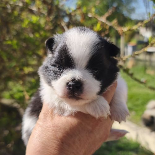 Chiots spitz à réserver #8