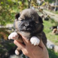 Chiots spitz à réserver #3