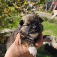 Chiots spitz à réserver #4