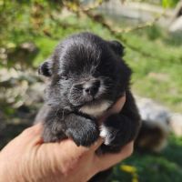 Chiots spitz à réserver #6