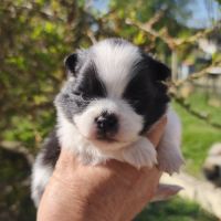 Chiots spitz à réserver #8