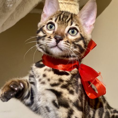 Magnifique chaton bengal loof