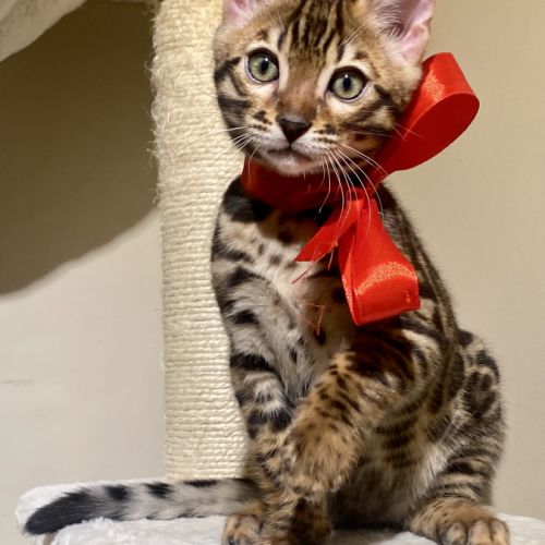 Magnifique chaton bengal loof #3