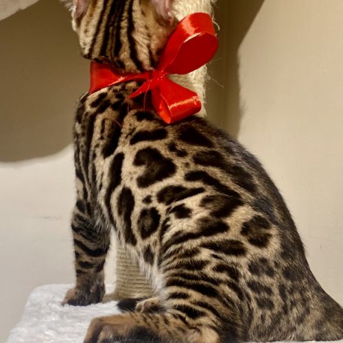 Magnifique chaton bengal loof #4