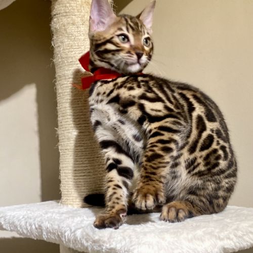 Magnifique chaton bengal loof #5