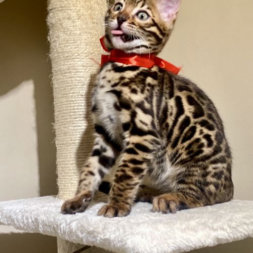 Magnifique chaton bengal loof #6