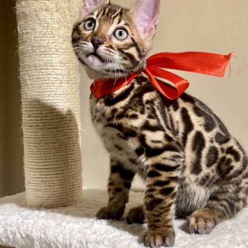 Magnifique chaton bengal loof #8