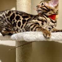 Magnifique chaton bengal loof #1