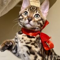 Magnifique chaton bengal loof #0