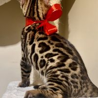 Magnifique chaton bengal loof #4