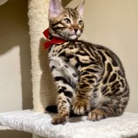 Magnifique chaton bengal loof #5