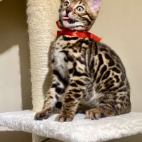 Magnifique chaton bengal loof #6
