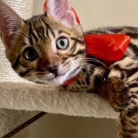 Magnifique chaton bengal loof #7
