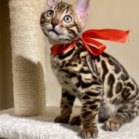 Magnifique chaton bengal loof #8
