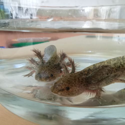Bébés axolotls disponibles.