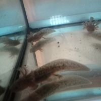 Bébés axolotls disponibles.