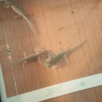 Bébés axolotls disponibles. #2