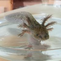 Bébés axolotls disponibles. #2
