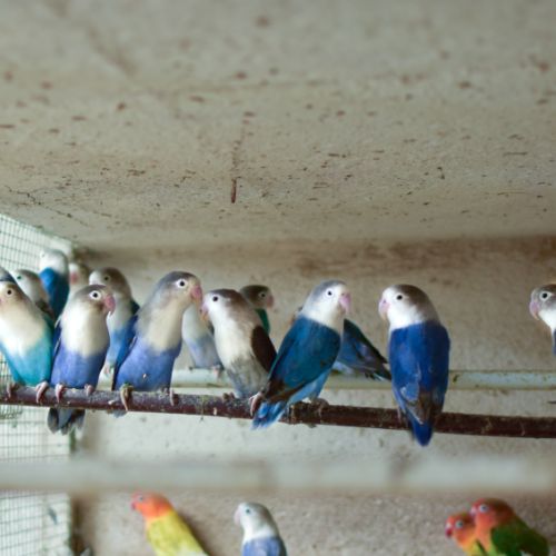 Oiseau inséparable fischer #1