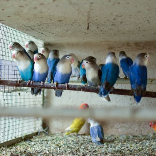 Oiseau inséparable fischer