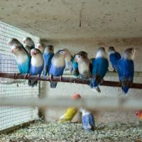 Oiseau inséparable fischer