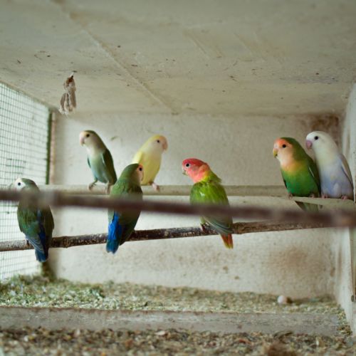 Inséparable (roseicollis)