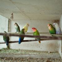 Inséparable (roseicollis)