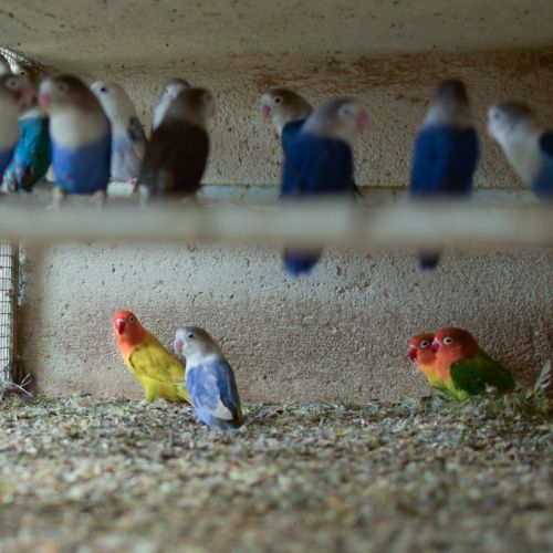 Oiseau inséparable fischer