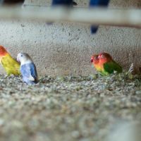 Oiseau inséparable fischer #1