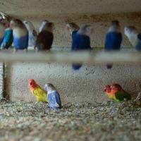 Oiseau inséparable fischer #0