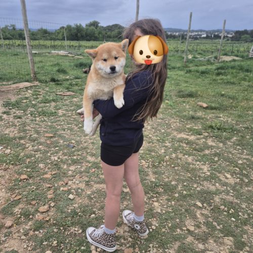Chiot shiba inu