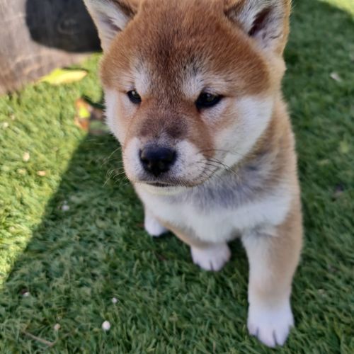 Chiot shiba inu #2