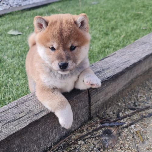 Chiot shiba inu #3