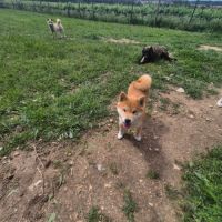 Chiot shiba inu #1