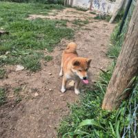 Chiot shiba inu #2