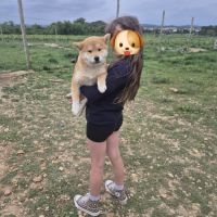 Chiot shiba inu