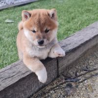 Chiot shiba inu #3