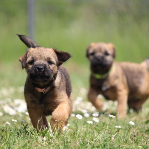 Type  border  terrier #1