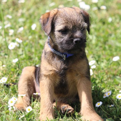 Type  border  terrier #2