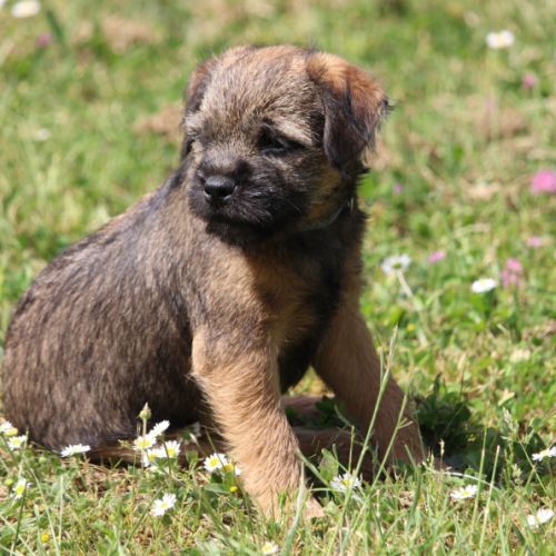 Type  border  terrier #4