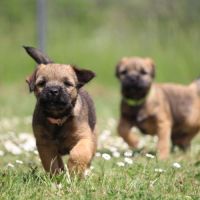 Type  border  terrier #1
