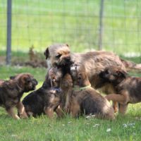 Type  border  terrier