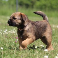 Type  border  terrier #5