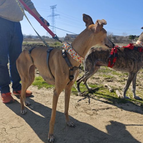 Belen 5 ans, petite galga adorable (ok chat) #1