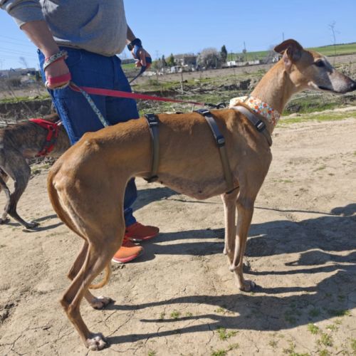 Belen 5 ans, petite galga adorable (ok chat) #3