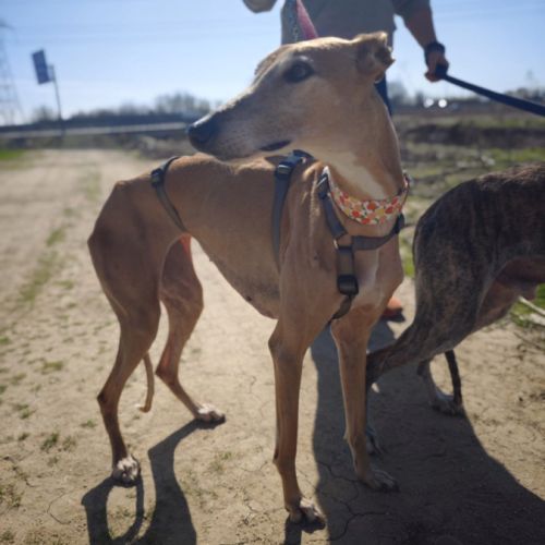 Belen 5 ans, petite galga adorable (ok chat) #4