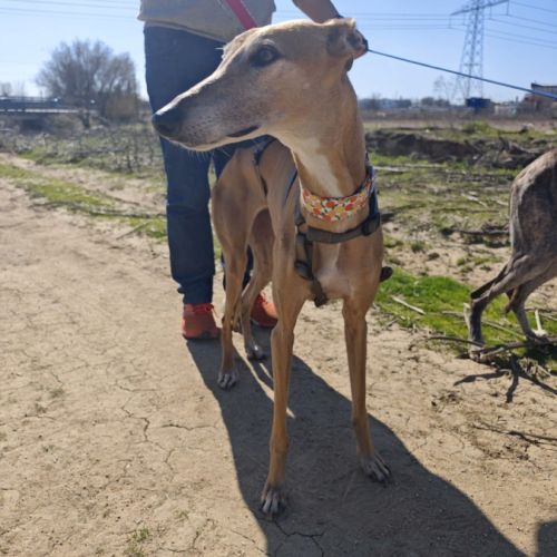 Belen 5 ans, petite galga adorable (ok chat)