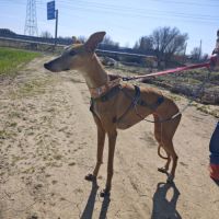 Belen 5 ans, petite galga adorable (ok chat) #2